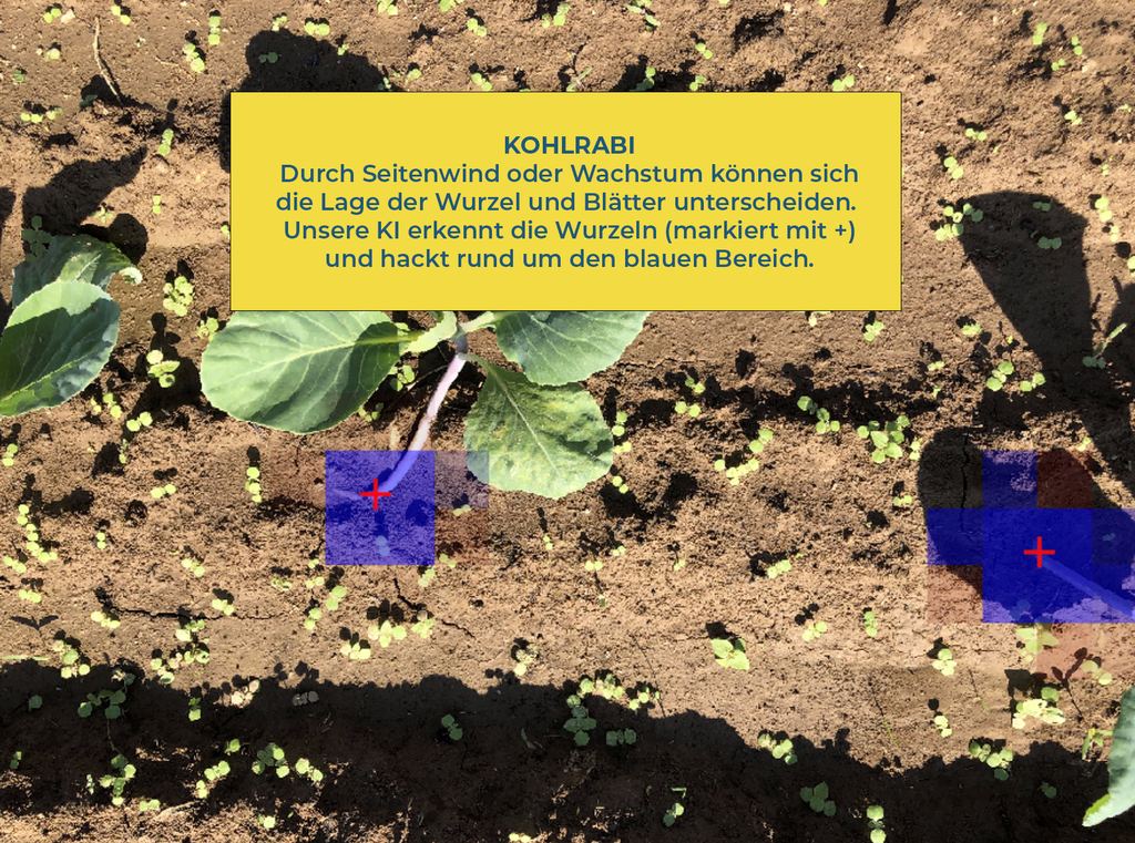 KI-Erkennung von Kohl