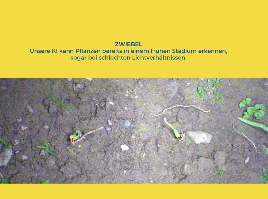 KI-Erkennung von Zwiebeln