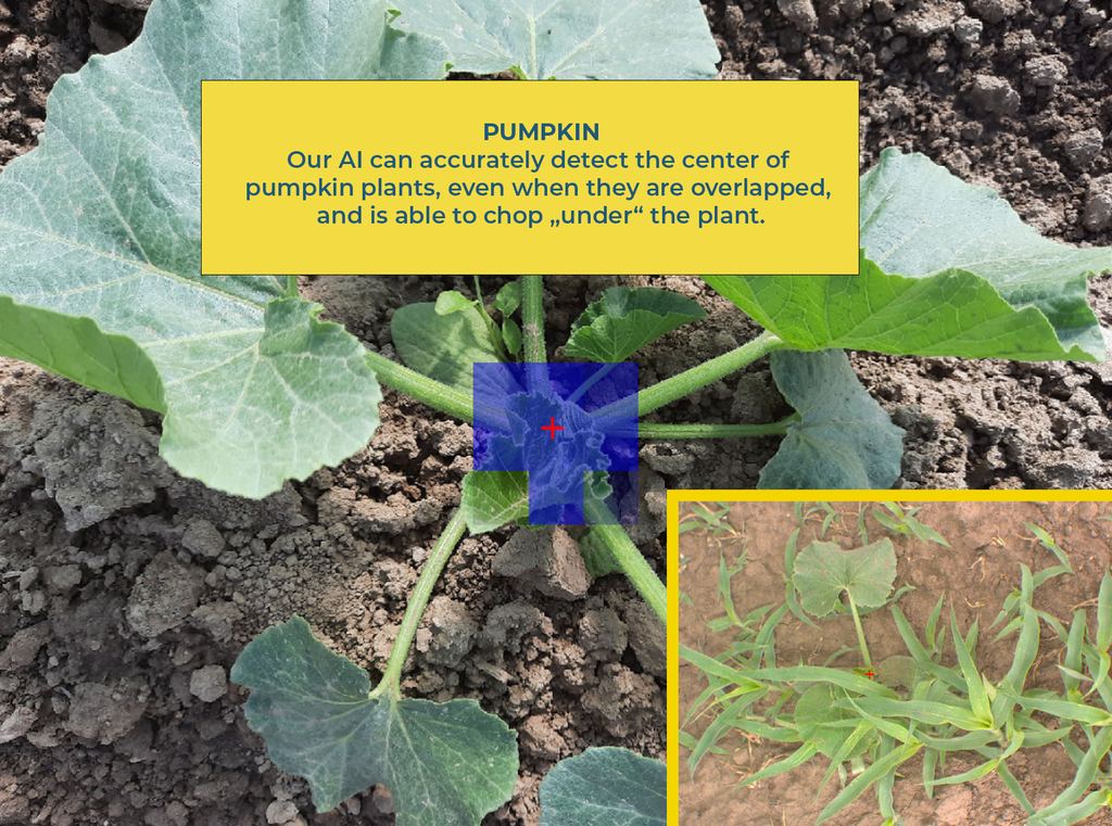 Détection par IA de courges