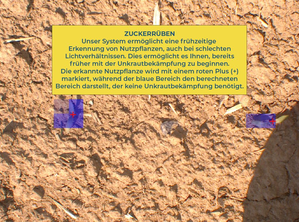 KI-Erkennung von Zuckerrüben im Feld