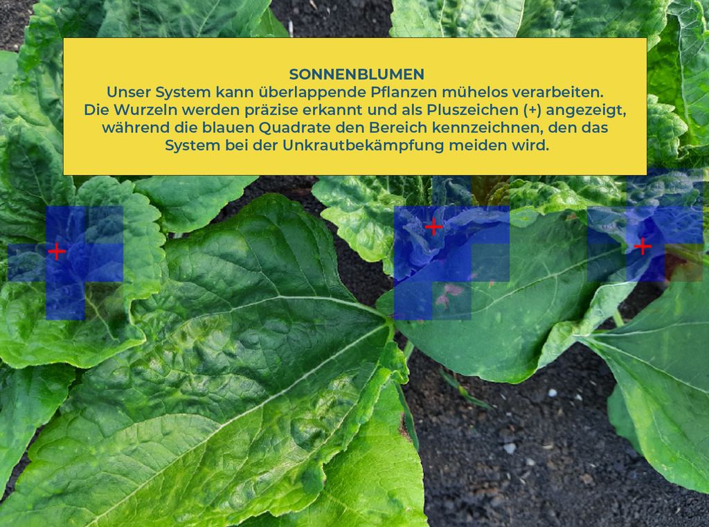 KI-Erkennung von Sonnenblumen