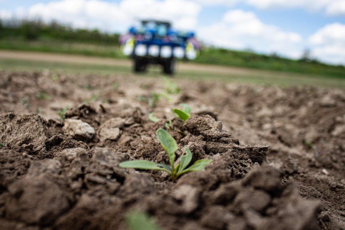 Young crop plant in a freshly hoed row, in-row hoe in the background